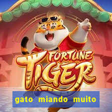 gato miando muito a noite o que fazer