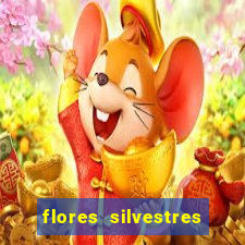 flores silvestres desbravadores desbravadores 25